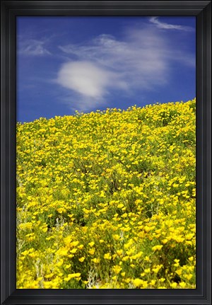 Framed Californian Poppies, Central Otago, South Island, New Zealand Print