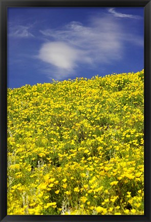 Framed Californian Poppies, Central Otago, South Island, New Zealand Print