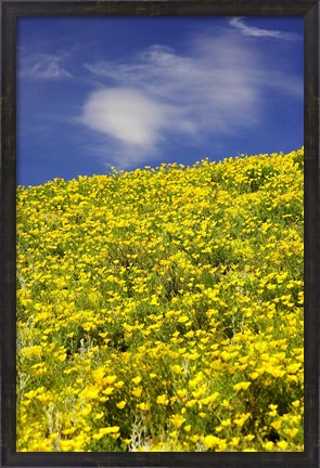 Framed Californian Poppies, Central Otago, South Island, New Zealand Print