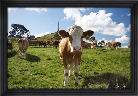Framed Cows And Obelisk, One Tree Hill Domain, Auckland, North Island, New Zealand Print