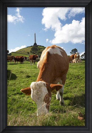 Framed Cows, Farm animal, Auckland, North Island, New Zealand Print