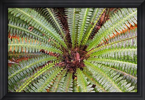 Framed Crown Fern, Puipui, West Coast, South Island, New Zealand Print