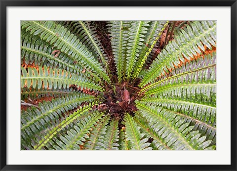 Framed Crown Fern, Puipui, West Coast, South Island, New Zealand Print