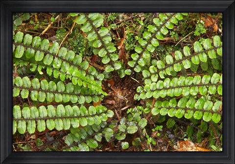 Framed Ferns near Lake Moeraki, West Coast, South Island, New Zealand Print