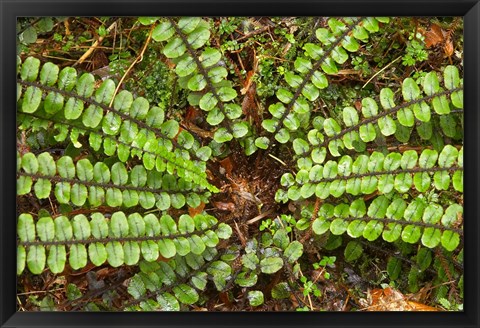 Framed Ferns near Lake Moeraki, West Coast, South Island, New Zealand Print