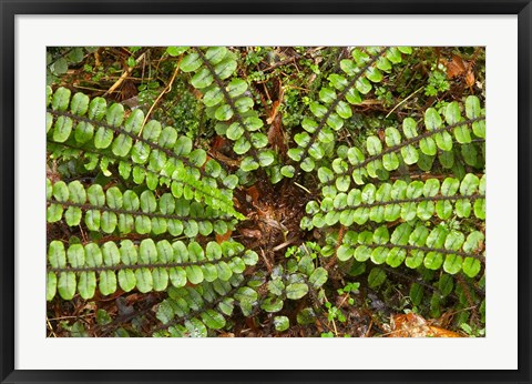 Framed Ferns near Lake Moeraki, West Coast, South Island, New Zealand Print