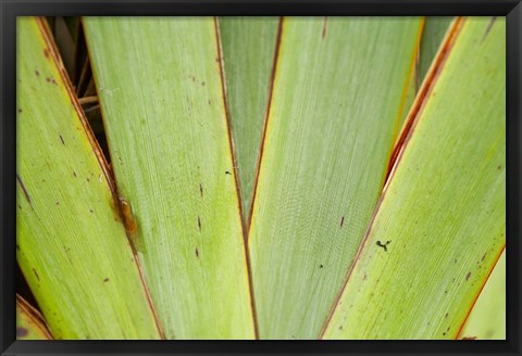 Framed Flax Detail, West Coast, South Island, New Zealand Print