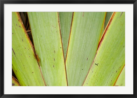 Framed Flax Detail, West Coast, South Island, New Zealand Print
