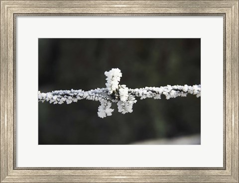 Framed Frosty Barbed Wire, Otago, South Island, New Zealand Print