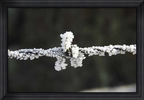 Framed Frosty Barbed Wire, Otago, South Island, New Zealand Print