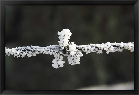 Framed Frosty Barbed Wire, Otago, South Island, New Zealand Print