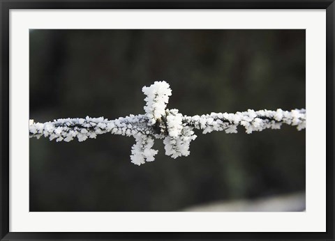 Framed Frosty Barbed Wire, Otago, South Island, New Zealand Print