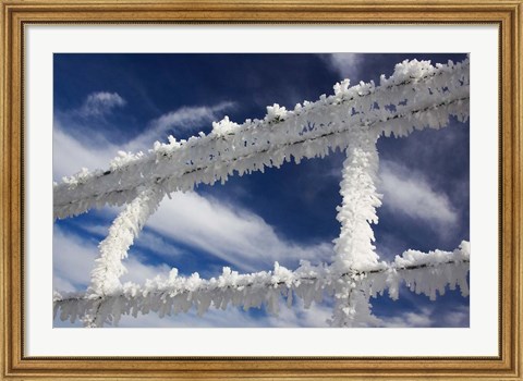 Framed Frosty Wire Fence, Otago, South Island, New Zealand Print