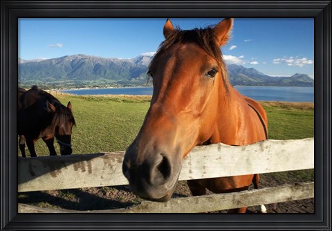 Framed Horse, Kaikoura, Marlborough, South Island, New Zealand Print