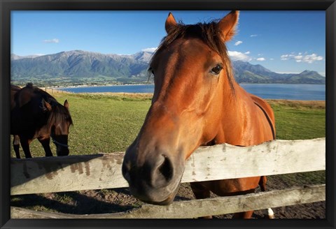 Framed Horse, Kaikoura, Marlborough, South Island, New Zealand Print