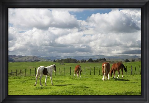 Framed Horses, Farmland, Te Kauwhata, North Island, New Zealand Print