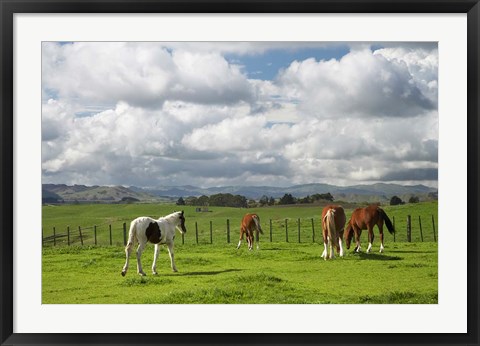 Framed Horses, Farmland, Te Kauwhata, North Island, New Zealand Print