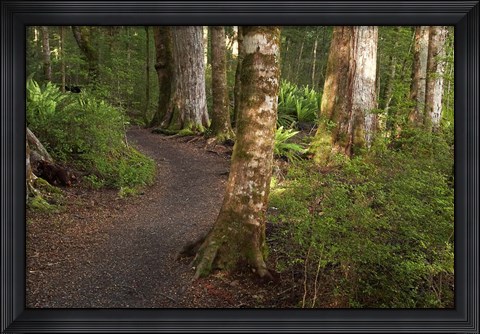 Framed Kepler Track, Fjordland National Park, South Island, New Zealand Print