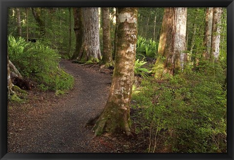 Framed Kepler Track, Fjordland National Park, South Island, New Zealand Print