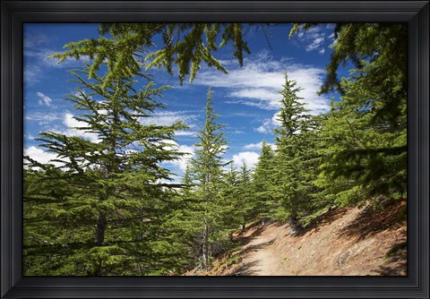 Framed Larch Forest by Lake Benmore, Waitaki Valley, North Otago, South Island, New Zealand Print