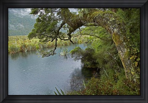 Framed Mirror Lakes, Milford Road, Fiordland, South Island, New Zealand Print