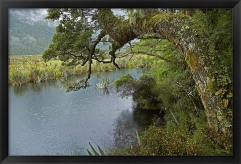 Framed Mirror Lakes, Milford Road, Fiordland, South Island, New Zealand Print