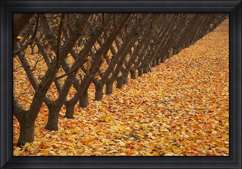 Framed Orchard, Cromwell, Central Otago, South Island, New Zealand Print