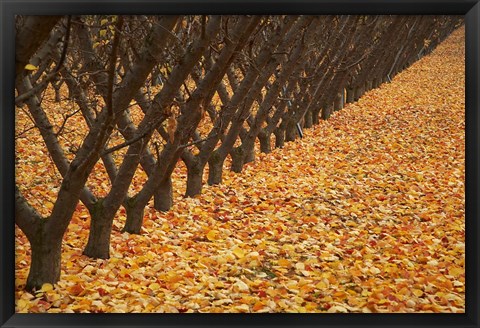 Framed Orchard, Cromwell, Central Otago, South Island, New Zealand Print