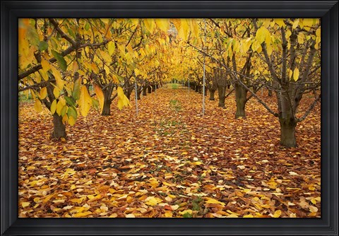 Framed Orchard, Roxburgh, Central Otago, South Island, New Zealand Print