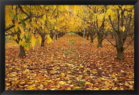 Framed Orchard, Roxburgh, Central Otago, South Island, New Zealand Print