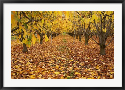 Framed Orchard, Roxburgh, Central Otago, South Island, New Zealand Print
