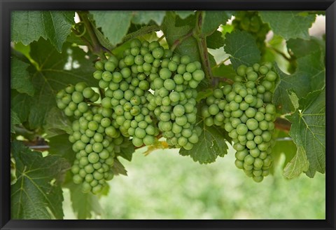 Framed Pinot Noir Grapes, Domain Road Vineyard, Bannockburn, Central Otago, South Island, New Zealand Print