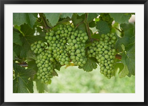 Framed Pinot Noir Grapes, Domain Road Vineyard, Bannockburn, Central Otago, South Island, New Zealand Print