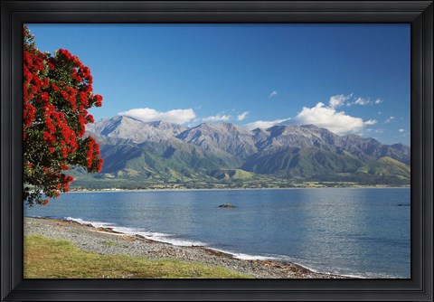 Framed Pohutukawa Tree, Marlborough, South Island, New Zealand Print