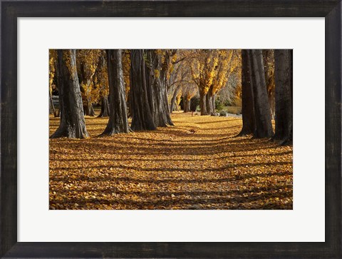 Framed Poplar Trees in Autumn, Lake Wanaka, Otago, South Island, New Zealand Print