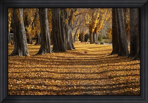 Framed Poplar Trees in Autumn, Lake Wanaka, Otago, South Island, New Zealand Print