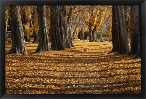 Framed Poplar Trees in Autumn, Lake Wanaka, Otago, South Island, New Zealand Print