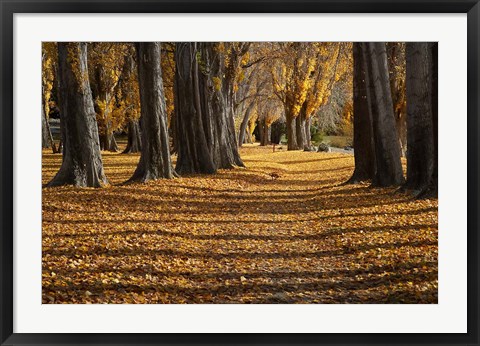 Framed Poplar Trees in Autumn, Lake Wanaka, Otago, South Island, New Zealand Print