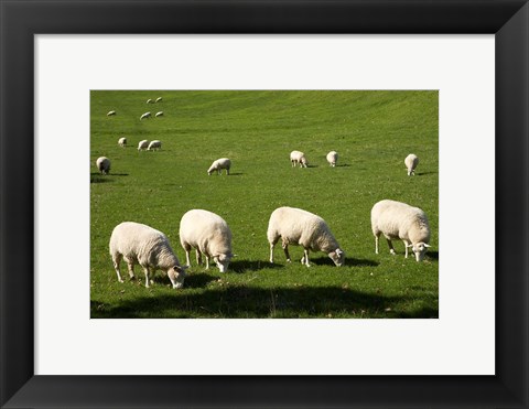 Framed Sheep, One Tree Hill Domain, Auckland, North Island, New Zealand Print