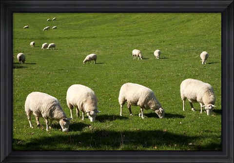 Framed Sheep, One Tree Hill Domain, Auckland, North Island, New Zealand Print