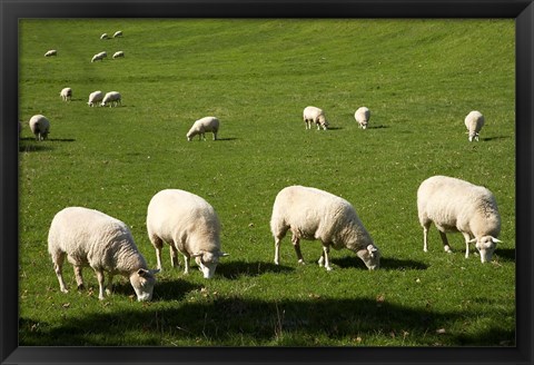 Framed Sheep, One Tree Hill Domain, Auckland, North Island, New Zealand Print