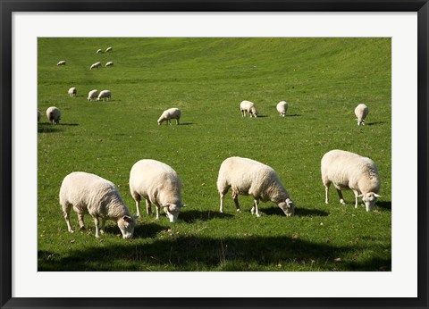 Framed Sheep, One Tree Hill Domain, Auckland, North Island, New Zealand Print