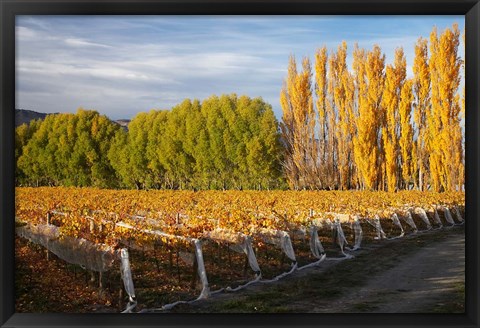 Framed Silver Tussock Vineyard, Central Otago, South Island, New Zealand Print