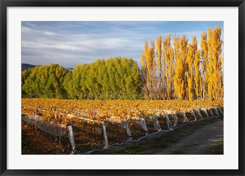 Framed Silver Tussock Vineyard, Central Otago, South Island, New Zealand Print