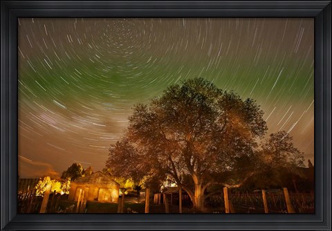 Framed Star Trails Over Walnut Tree, Domain Road Vineyard, Central Otago, South Island, New Zealand Print