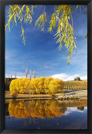 Framed Vineyard, Bannockburn Inlet, South Island, New Zealand Print