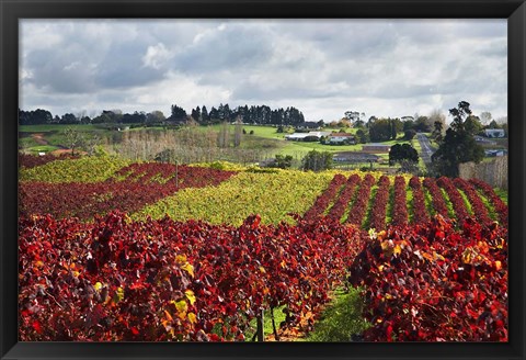 Framed Vineyard, Te Kauwhata, Waikato, North Island, New Zealand Print