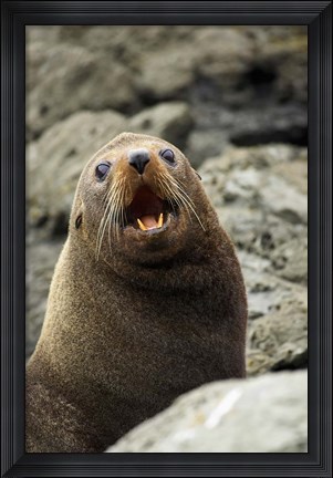 Framed Fur Seal, Kaikoura Coast, South Island, New Zealand Print