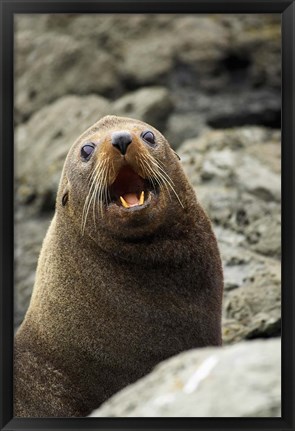 Framed Fur Seal, Kaikoura Coast, South Island, New Zealand Print