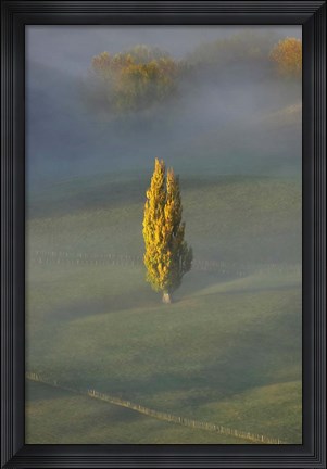 Framed Poplar Tree, Countryside, North Island New Zealand Print